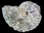 Nice Discoscaphites Gulosus Ammonite - South Dakota #43663-1